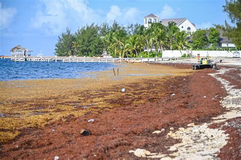 Sargassum returns to Cayman shores Cayman Compass 5. . Sargassum grand cayman 2023